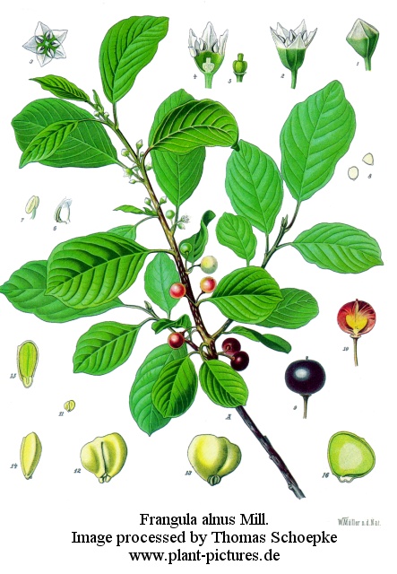 frangula alnus