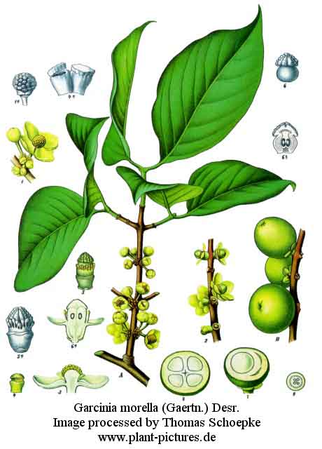 garcinia morella