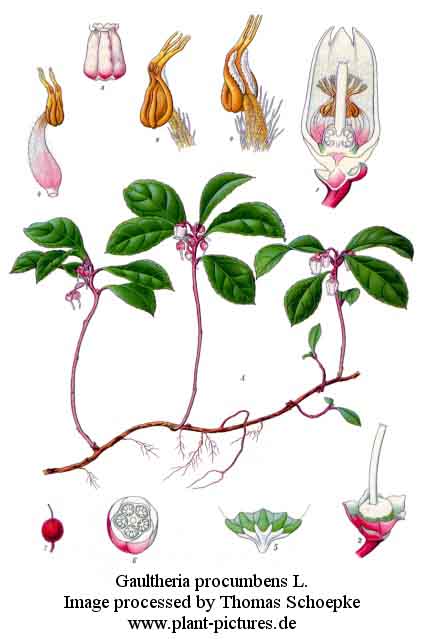 gaultheria procumbens