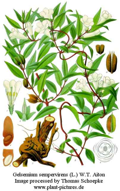 gelsemium sempervirens