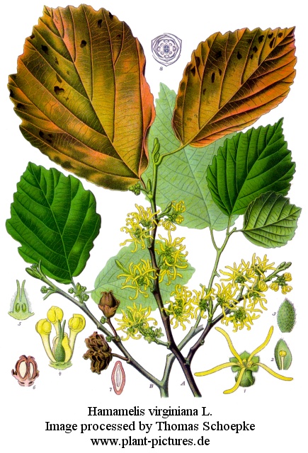 hamamelis virginiana