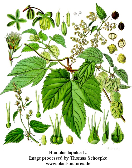 humulus_lupulus