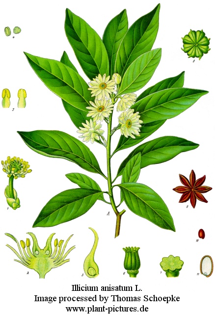 illicium anisatum