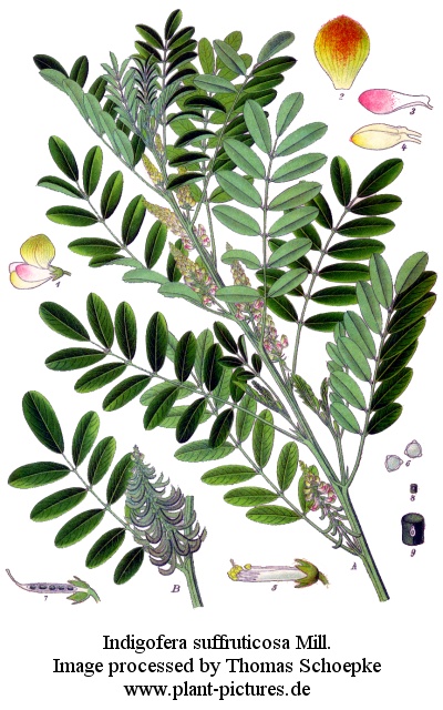 indigofera suffruticosa