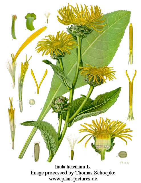 inula helenium