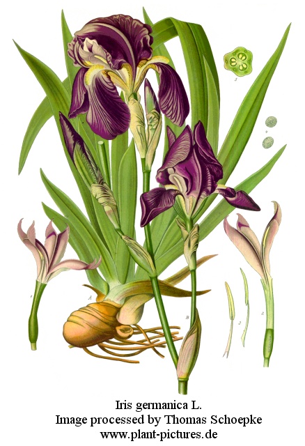 iris germanica