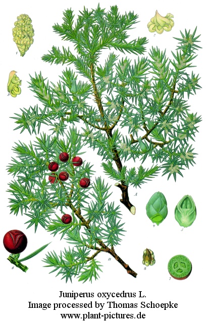 juniperus oxycedrus