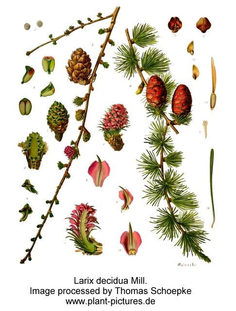 larix decidua