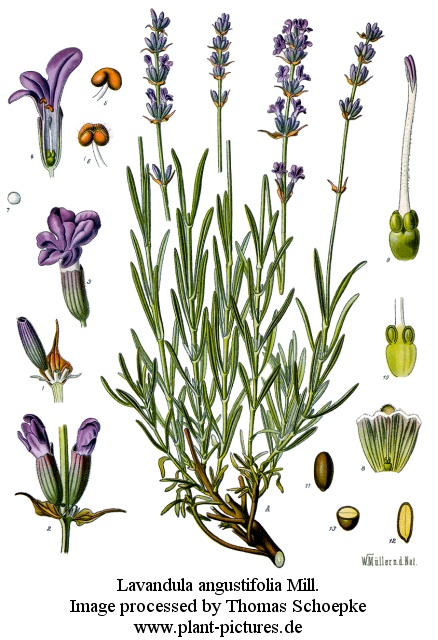 lavandula angustifolia