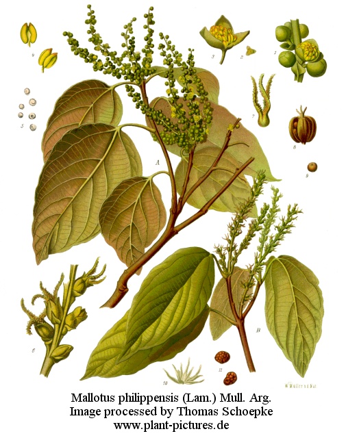 mallotus philippensis