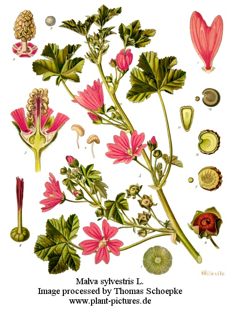 malva sylvestris