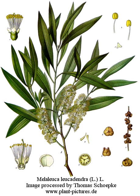 melaleuca leucadendra