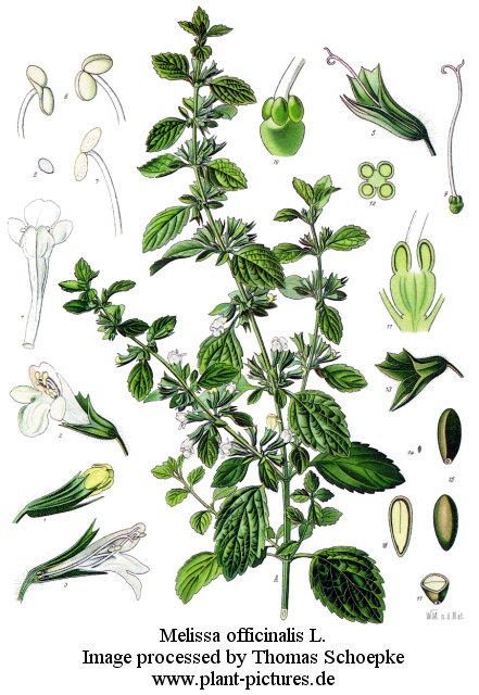 melissa officinalis