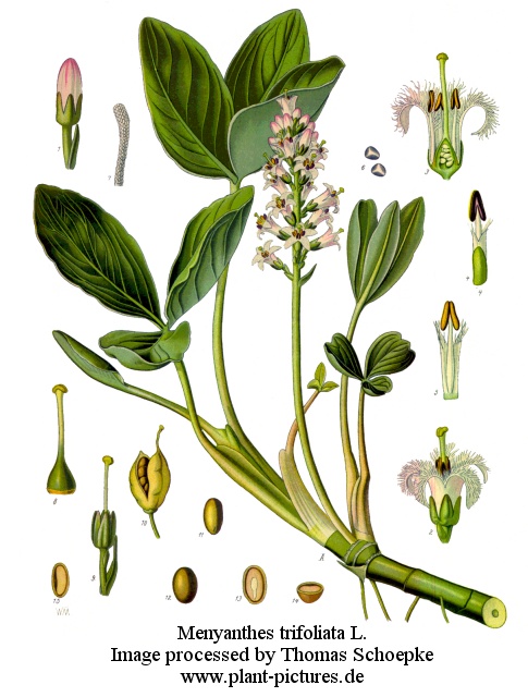 menyanthes trifoliata