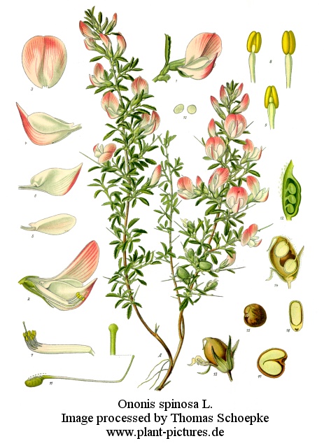 ononis spinosa