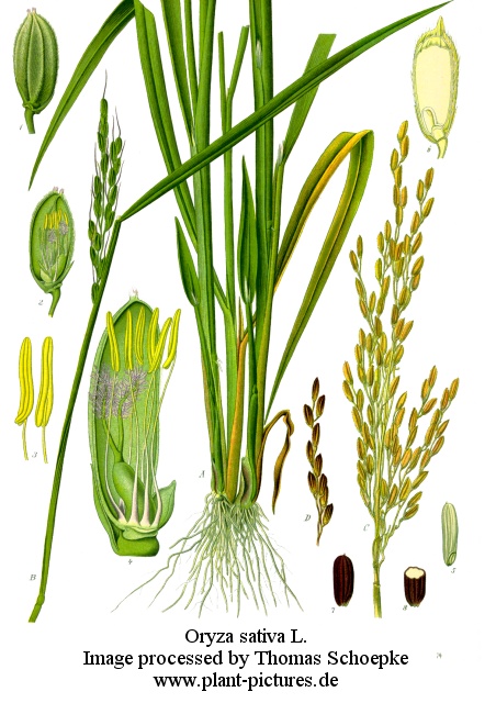 oryza sativa