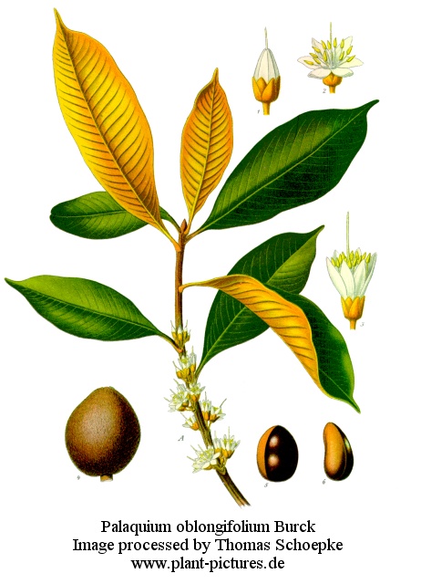 palaquium oblongifolium