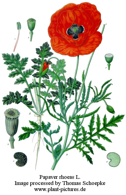 papaver rhoeas