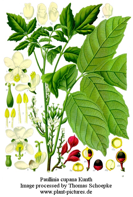 paullinia cupana