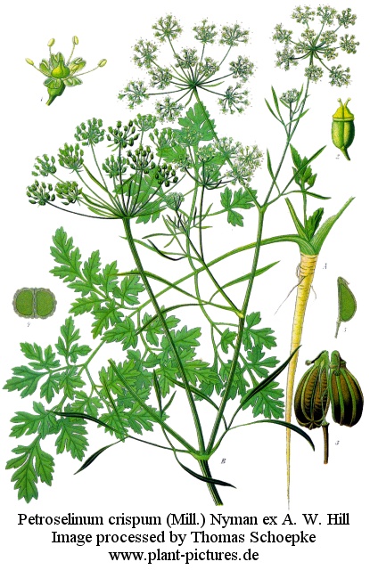 petroselinum crispum