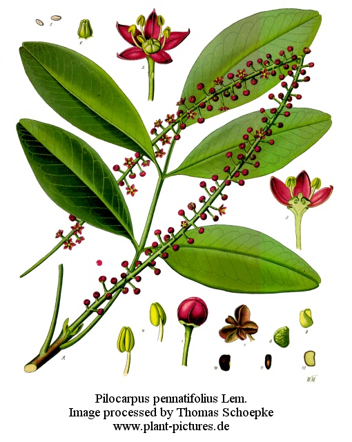 pilocarpus pennatifolius