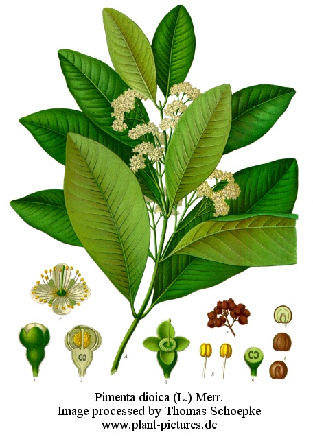 pimenta dioica