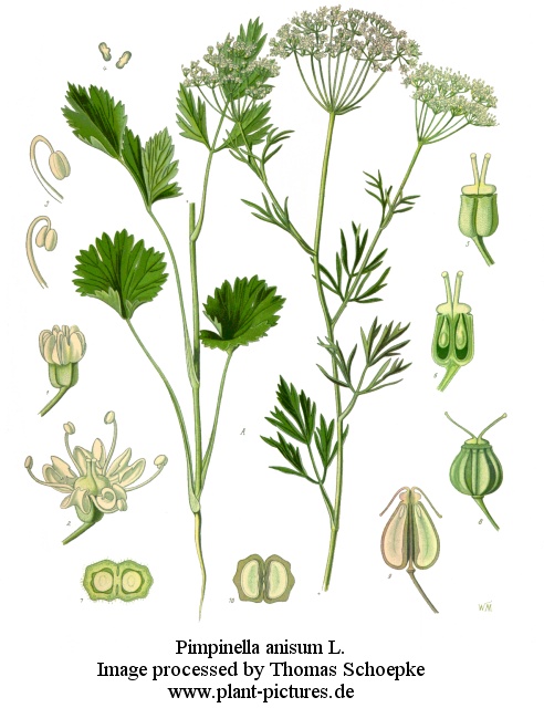 pimpinella anisum