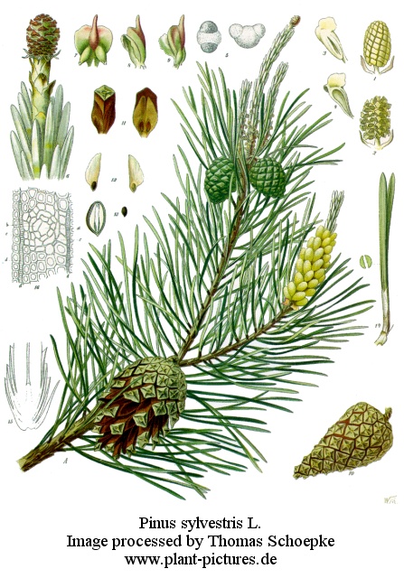 pinus sylvetris