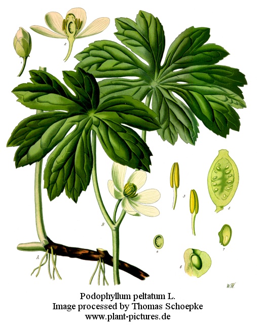 podophyllum peltatum