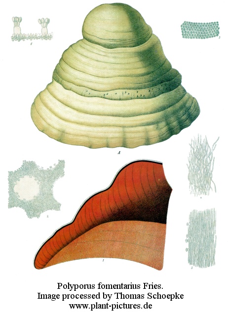 polyporus fomentarius