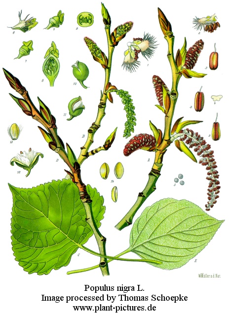 populus nigra