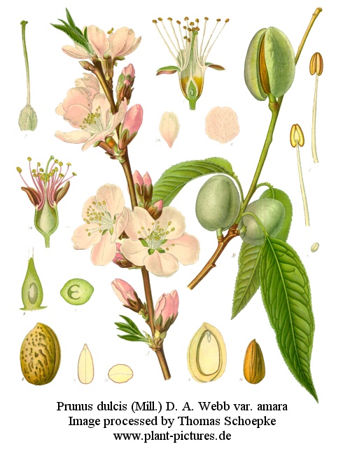 prunus dulcis