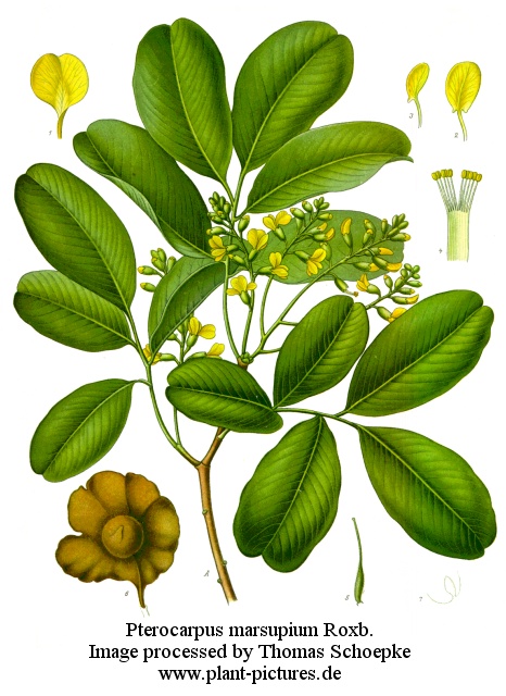 pterocarpus marsupium