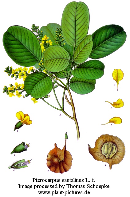 pterocarpus santalinus
