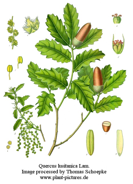 quercus lusitanica