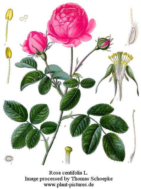 rosa centifolia