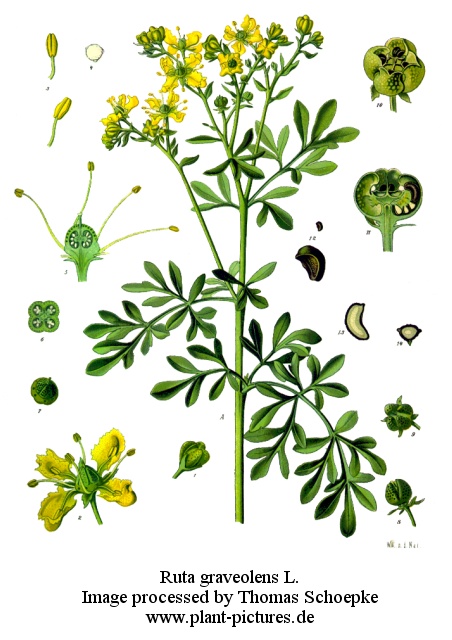 ruta graveolens