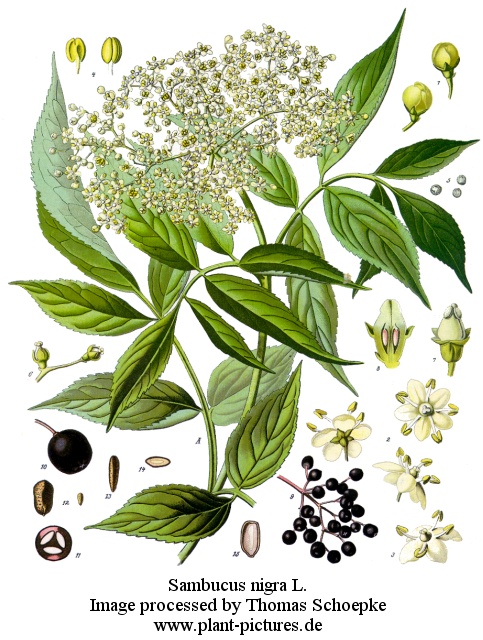 sambucus nigra