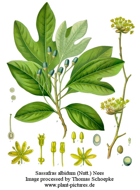 sassafras albidum