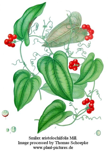 smilax aristolochiifolia