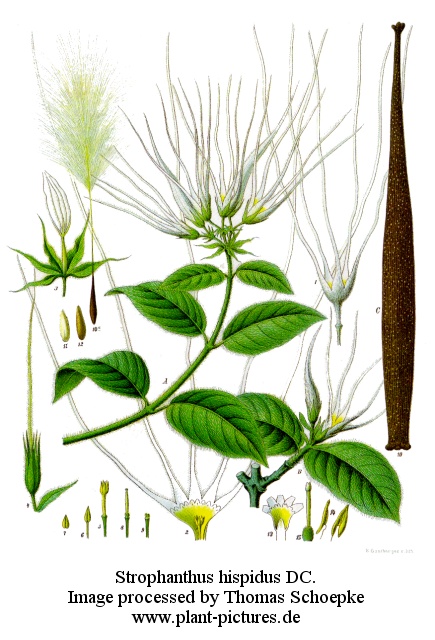 strophanthus hispidus