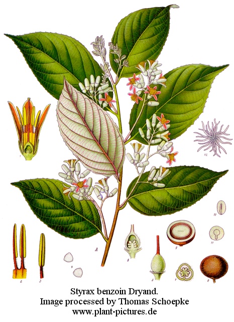 styrax benzoin