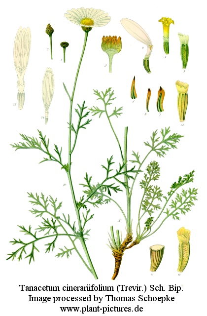 tanacetum cinerariifolium