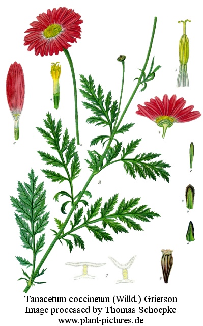 tanacetum coccineum