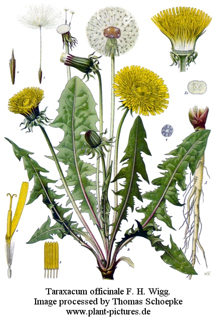 taraxacum officinale