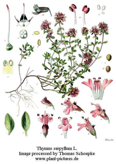 thymus serpyllum