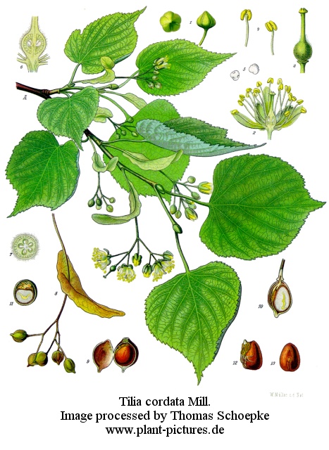 tilia cordata