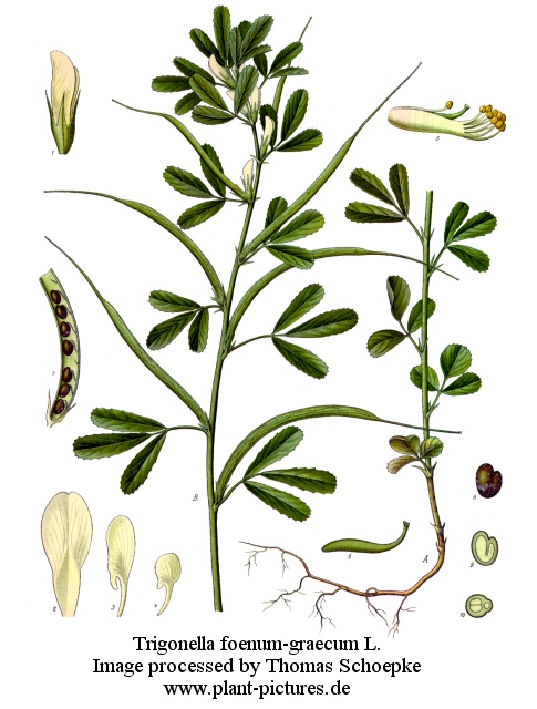 trigonella foenum-graecum