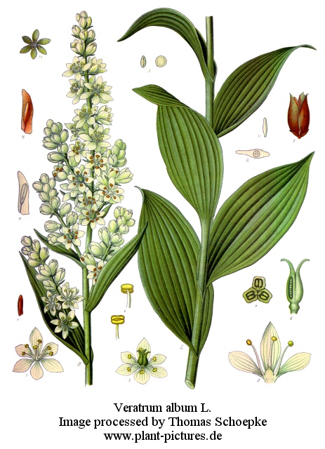 veratrum album