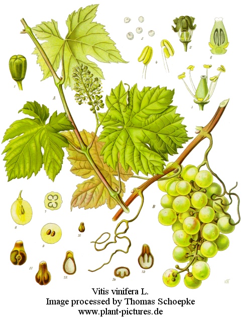 vitis vinifera